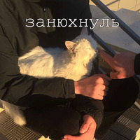 Мурлыки