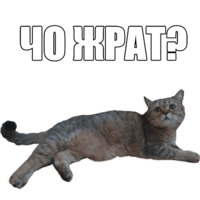 Кот Оливер
