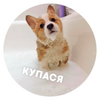 Песики