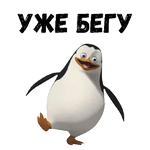 Пингвины из Мадагаскара