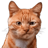 Кошки
