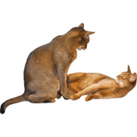 Кошки