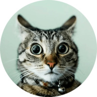 Кошки
