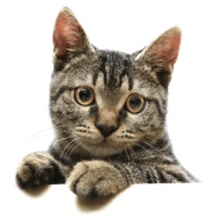 Кошки