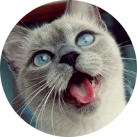 Кошки