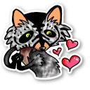 Raccoon