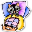 Raccoon