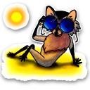 Raccoon