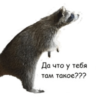 Енот Тёма