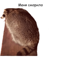 Енот Тёма