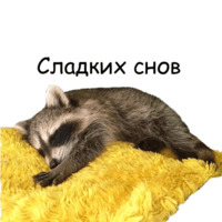 Енот Тёма