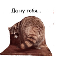 Енот Тёма