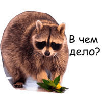 Енот Тёма