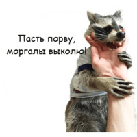 Енот Тёма
