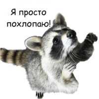 Енот Тёма