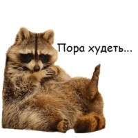 Енот Тёма