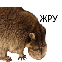 Енот Тёма