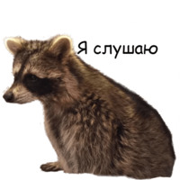Енот Тёма