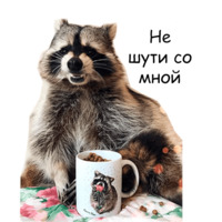 Енот Тёма