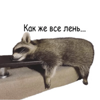 Енот Тёма