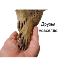 Енот Тёма