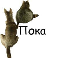 Енот Тёма
