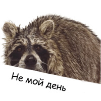 Енот Тёма