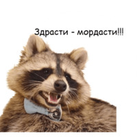 Енот Тёма