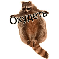 Енот Тёма
