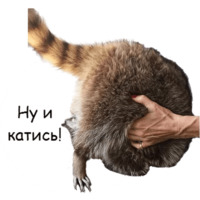 Енот Тёма