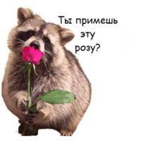 Енот Тёма