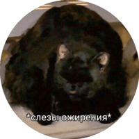 Кот Салем