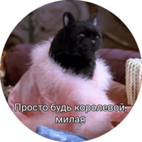 Кот Салем