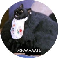 Кот Салем