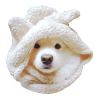 Самоед
