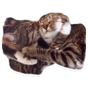 Sexy Animals