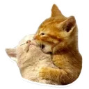 Sexy Animals