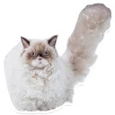 Sexy Animals