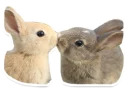 Sexy Animals