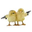 Sexy Animals