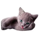 Sexy Animals