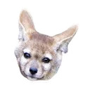 Sexy Animals