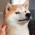 shiba inu stickerpack