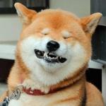 shiba inu stickerpack