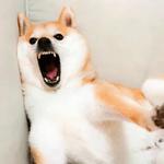 shiba inu stickerpack