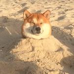 shiba inu stickerpack