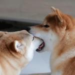 shiba inu stickerpack