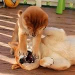 shiba inu stickerpack