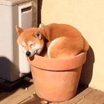 shiba inu stickerpack