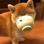 shiba inu stickerpack